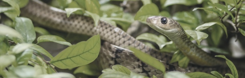 Иллюстрация к книге — Волк. Размышления о главном [i_037.jpg]