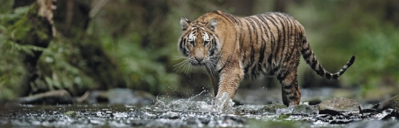 Иллюстрация к книге — Волк. Размышления о главном [i_038.jpg]