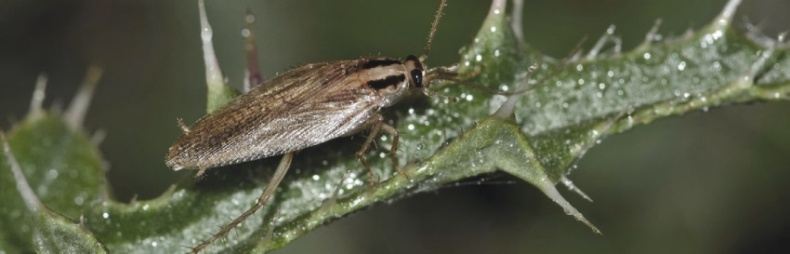 Иллюстрация к книге — Волк. Размышления о главном [i_050.jpg]