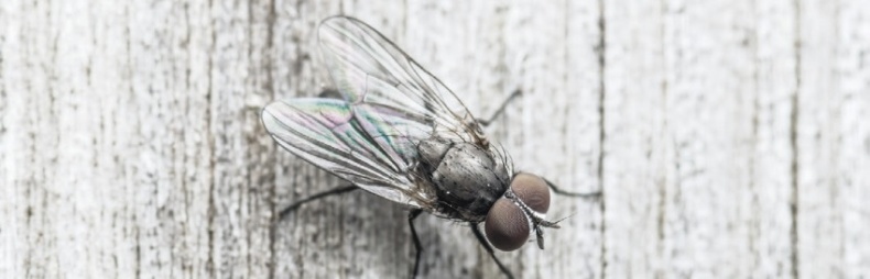 Иллюстрация к книге — Волк. Размышления о главном [i_051.jpg]