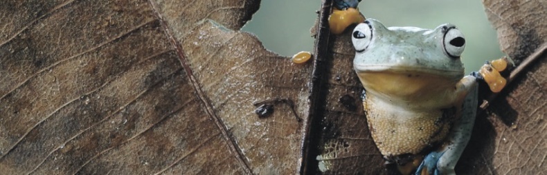 Иллюстрация к книге — Волк. Размышления о главном [i_052.jpg]