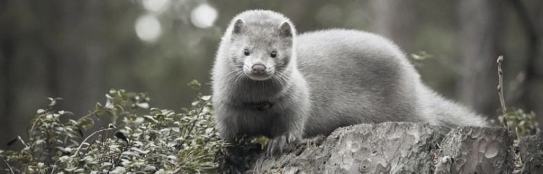 Иллюстрация к книге — Волк. Размышления о главном [i_054.jpg]