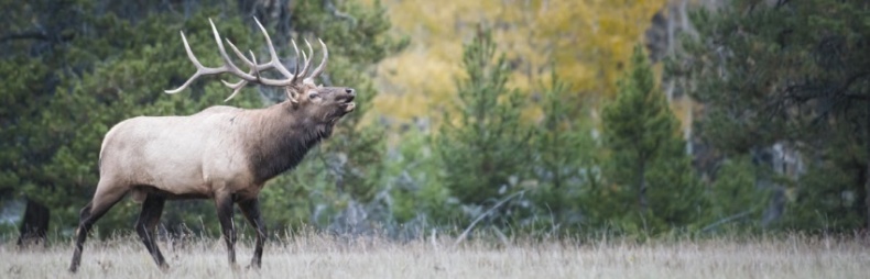 Иллюстрация к книге — Волк. Размышления о главном [i_055.jpg]