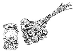 Иллюстрация к книге — Консервирование и лучшие рецепты опытных садоводов и огородников [block_001160_page_015_image_0002.jpg]