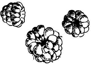 Иллюстрация к книге — Консервирование и лучшие рецепты опытных садоводов и огородников [block_001160_page_150_image_0002.jpg]