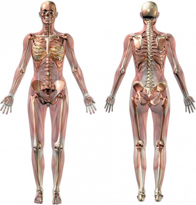 Иллюстрация к книге — Йога-анатомия. Как работают асаны для здоровья и стройности тела [i_003.jpg]