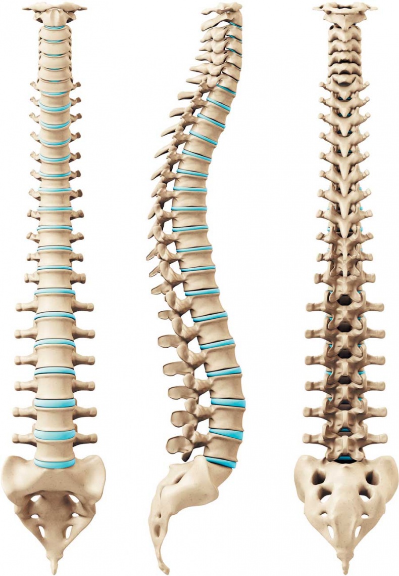 Иллюстрация к книге — Йога-анатомия. Как работают асаны для здоровья и стройности тела [i_007.jpg]