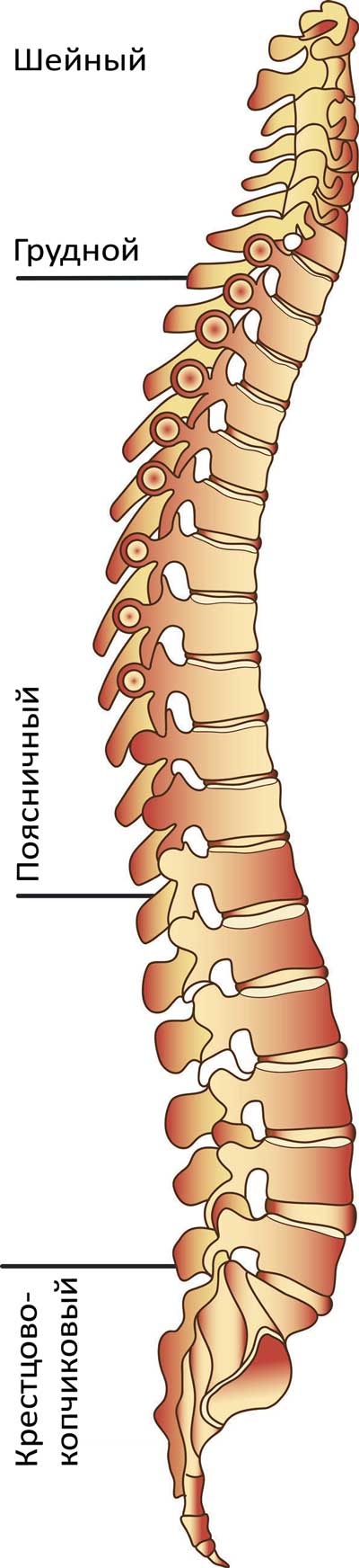 Иллюстрация к книге — Йога-анатомия. Как работают асаны для здоровья и стройности тела [i_008.jpg]