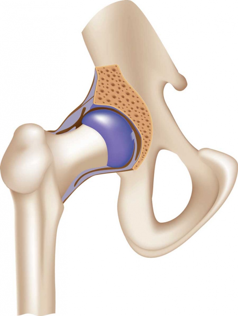 Иллюстрация к книге — Йога-анатомия. Как работают асаны для здоровья и стройности тела [i_012.jpg]
