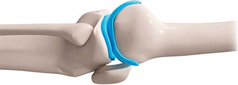 Иллюстрация к книге — Йога-анатомия. Как работают асаны для здоровья и стройности тела [i_013.jpg]