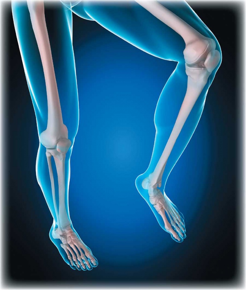 Иллюстрация к книге — Йога-анатомия. Как работают асаны для здоровья и стройности тела [i_014.jpg]