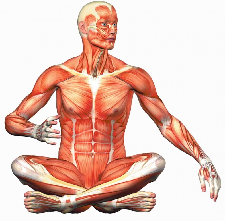 Иллюстрация к книге — Йога-анатомия. Как работают асаны для здоровья и стройности тела [i_016.jpg]