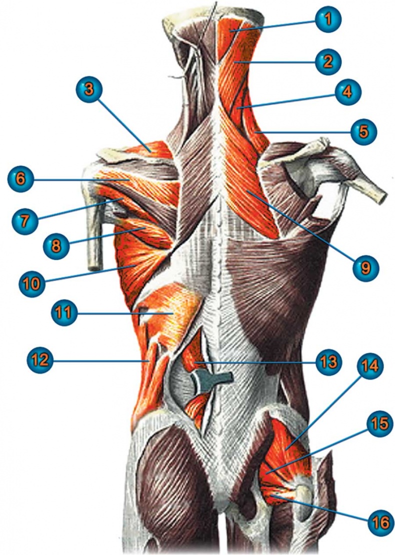 Иллюстрация к книге — Йога-анатомия. Как работают асаны для здоровья и стройности тела [i_020.jpg]