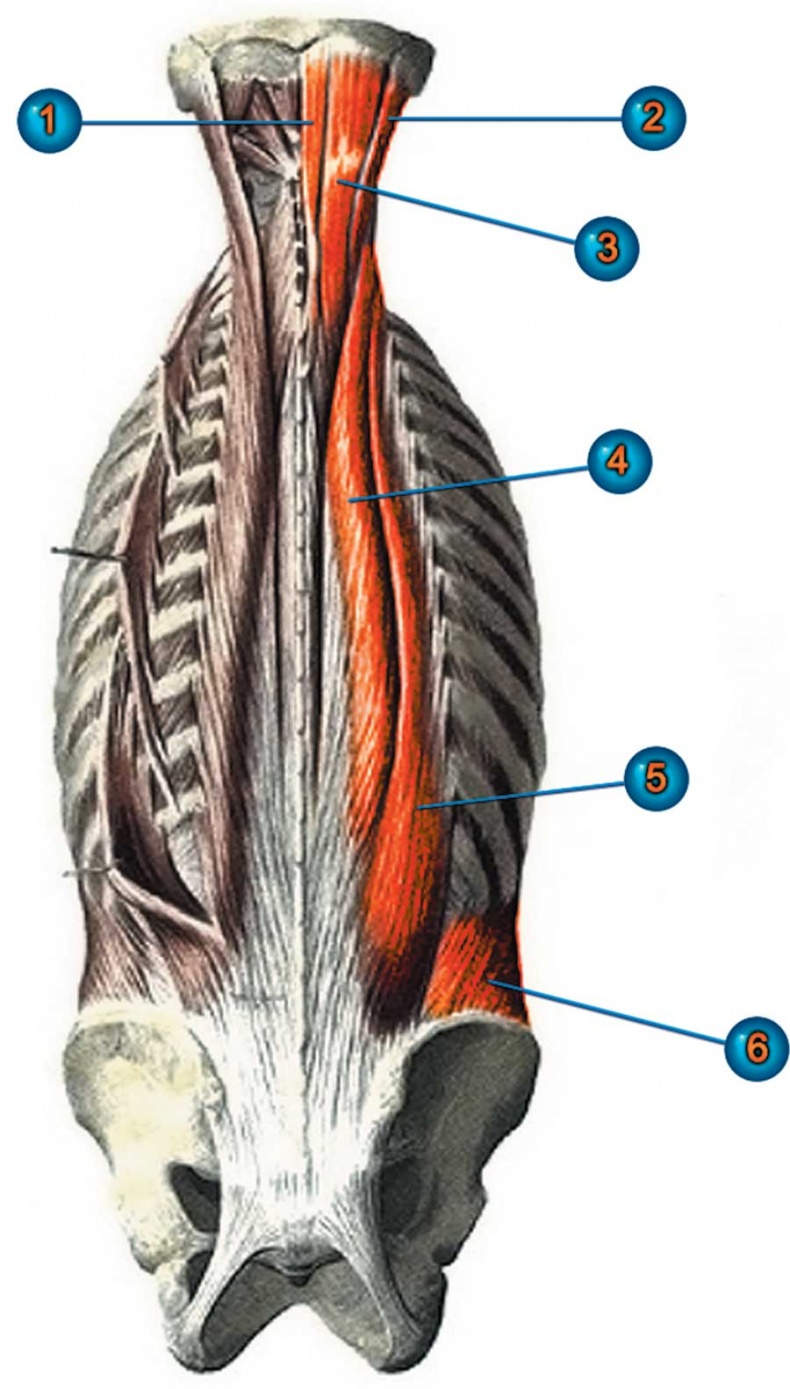 Иллюстрация к книге — Йога-анатомия. Как работают асаны для здоровья и стройности тела [i_021.jpg]