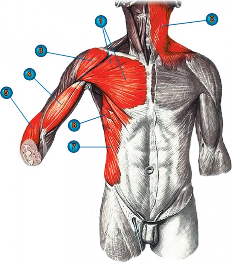 Иллюстрация к книге — Йога-анатомия. Как работают асаны для здоровья и стройности тела [i_022.jpg]