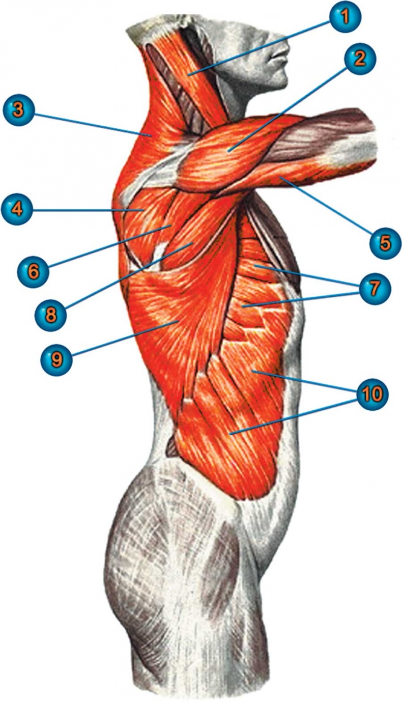 Иллюстрация к книге — Йога-анатомия. Как работают асаны для здоровья и стройности тела [i_023.jpg]