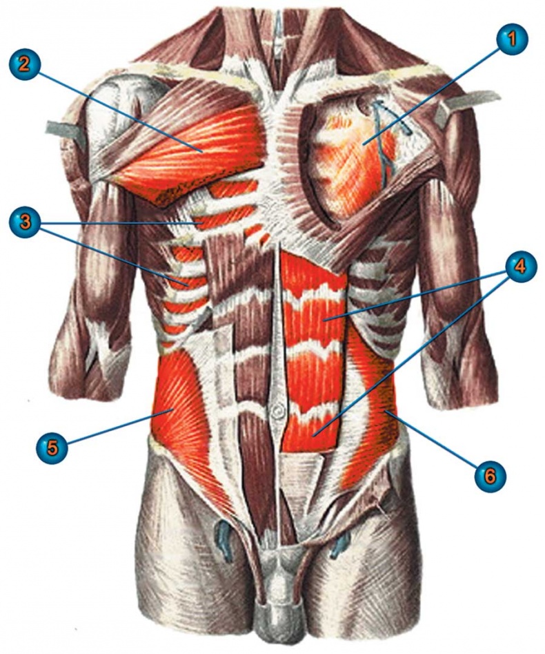 Иллюстрация к книге — Йога-анатомия. Как работают асаны для здоровья и стройности тела [i_024.jpg]