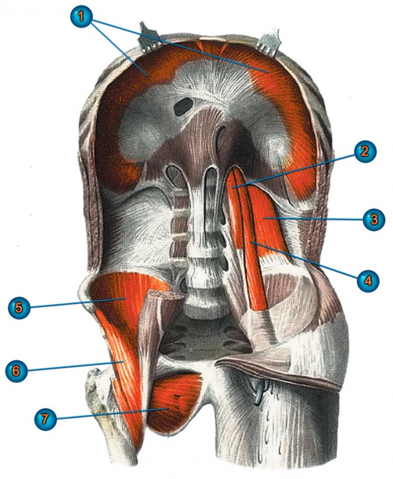 Иллюстрация к книге — Йога-анатомия. Как работают асаны для здоровья и стройности тела [i_025.jpg]