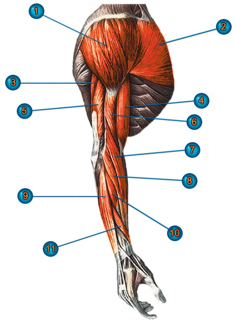 Иллюстрация к книге — Йога-анатомия. Как работают асаны для здоровья и стройности тела [i_028.jpg]
