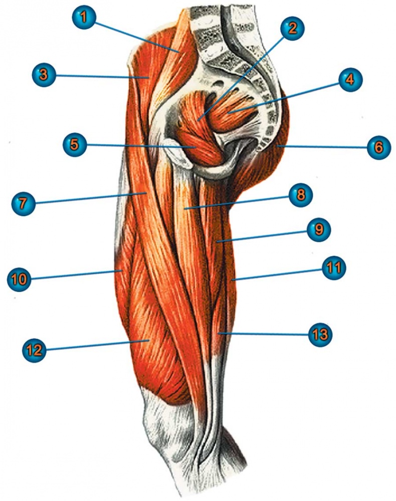 Иллюстрация к книге — Йога-анатомия. Как работают асаны для здоровья и стройности тела [i_030.jpg]