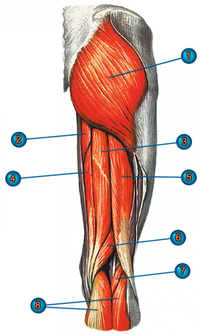 Иллюстрация к книге — Йога-анатомия. Как работают асаны для здоровья и стройности тела [i_031.jpg]