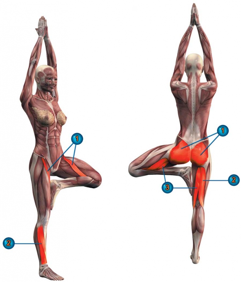 Иллюстрация к книге — Йога-анатомия. Как работают асаны для здоровья и стройности тела [i_045.jpg]