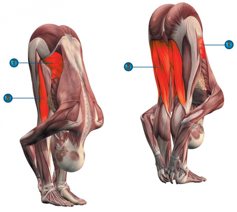 Иллюстрация к книге — Йога-анатомия. Как работают асаны для здоровья и стройности тела [i_052.jpg]