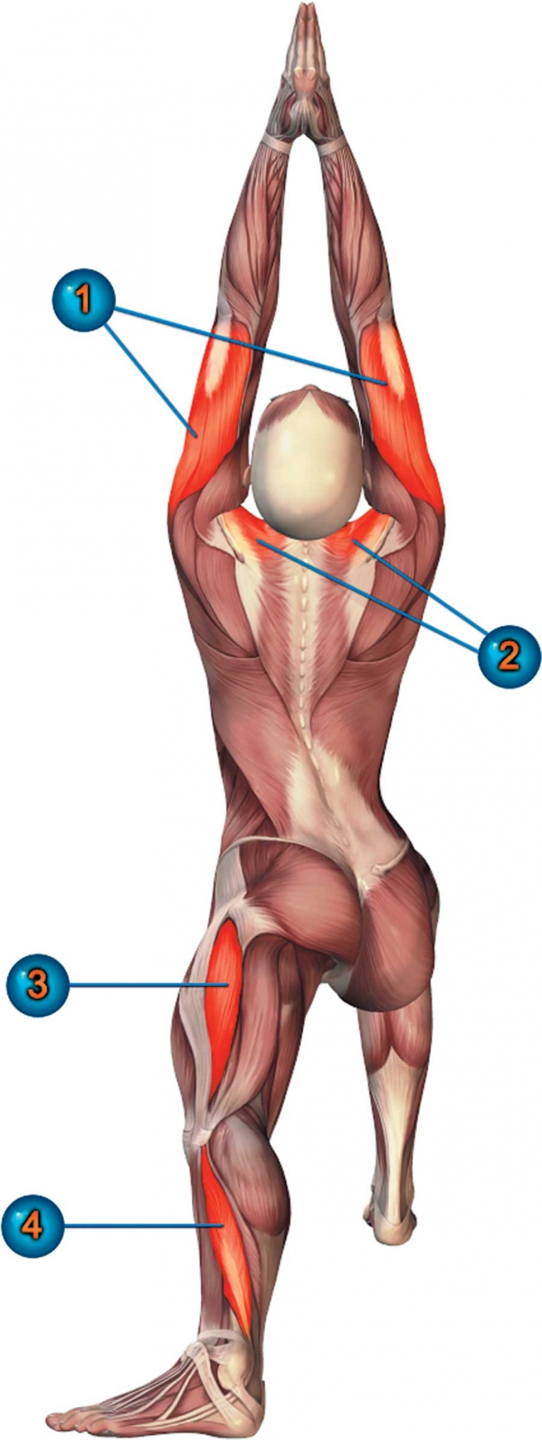 Иллюстрация к книге — Йога-анатомия. Как работают асаны для здоровья и стройности тела [i_057.jpg]