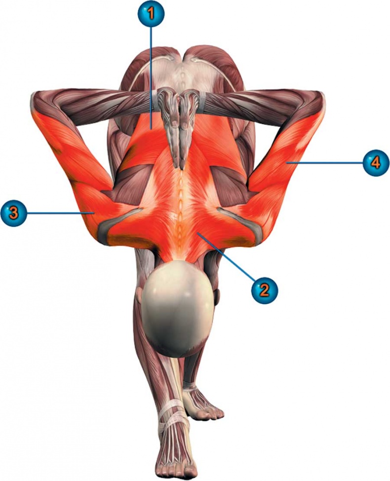 Иллюстрация к книге — Йога-анатомия. Как работают асаны для здоровья и стройности тела [i_063.jpg]