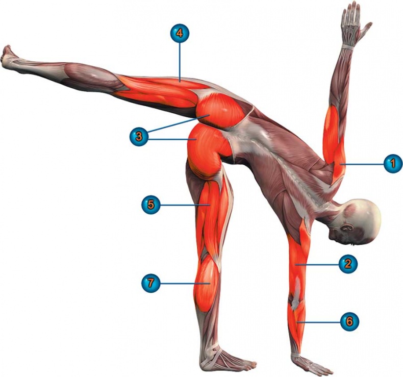 Иллюстрация к книге — Йога-анатомия. Как работают асаны для здоровья и стройности тела [i_072.jpg]