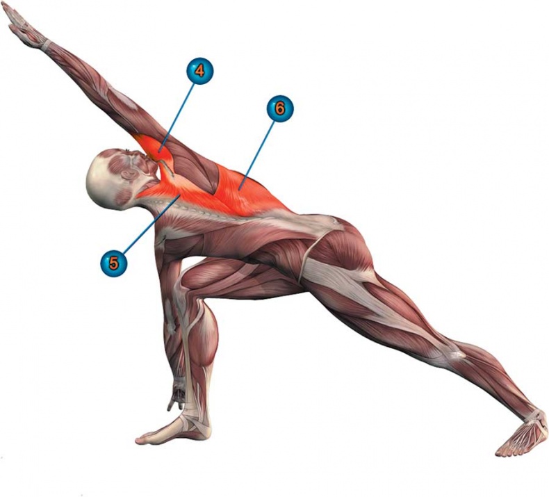 Иллюстрация к книге — Йога-анатомия. Как работают асаны для здоровья и стройности тела [i_082.jpg]