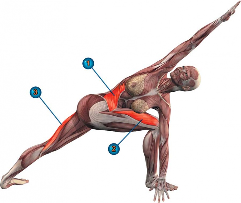 Иллюстрация к книге — Йога-анатомия. Как работают асаны для здоровья и стройности тела [i_083.jpg]