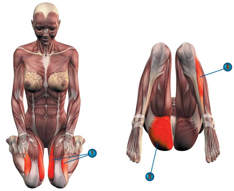 Иллюстрация к книге — Йога-анатомия. Как работают асаны для здоровья и стройности тела [i_097.jpg]