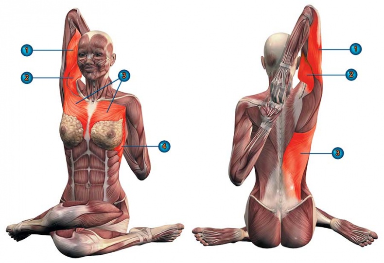 Иллюстрация к книге — Йога-анатомия. Как работают асаны для здоровья и стройности тела [i_108.jpg]
