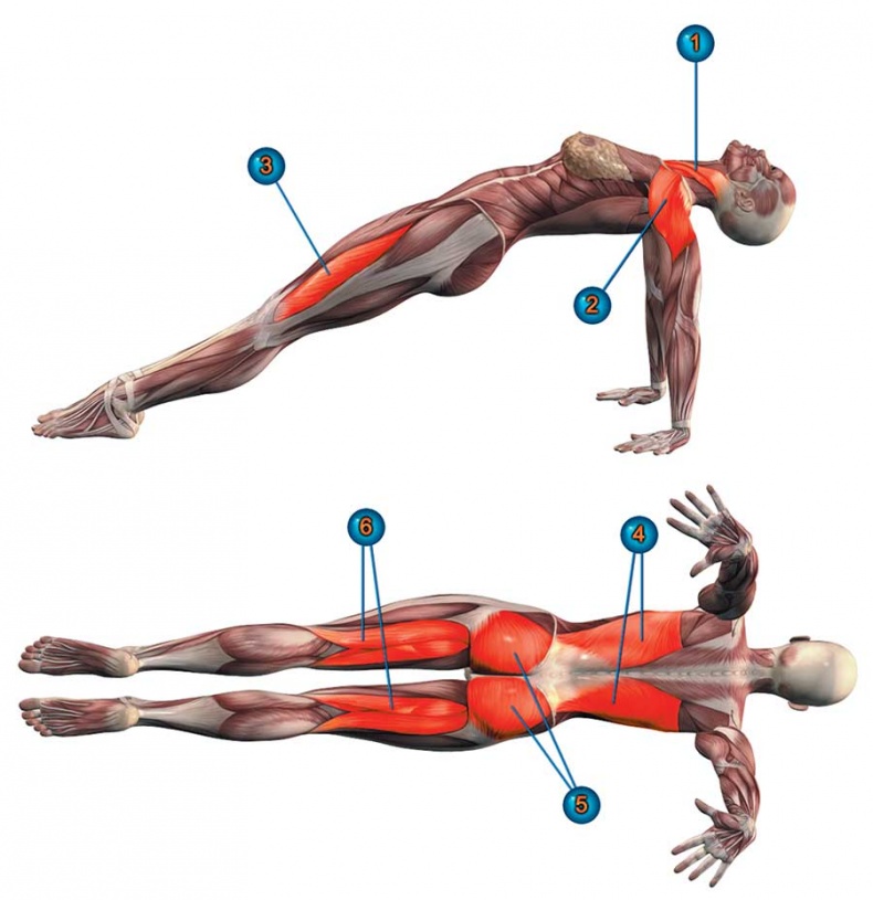 Иллюстрация к книге — Йога-анатомия. Как работают асаны для здоровья и стройности тела [i_123.jpg]