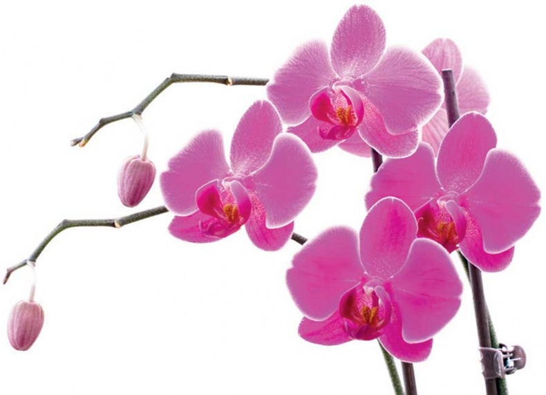 Иллюстрация к книге — Йога-анатомия. Как работают асаны для здоровья и стройности тела [i_127.jpg]