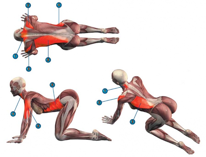 Иллюстрация к книге — Йога-анатомия. Как работают асаны для здоровья и стройности тела [i_131.jpg]