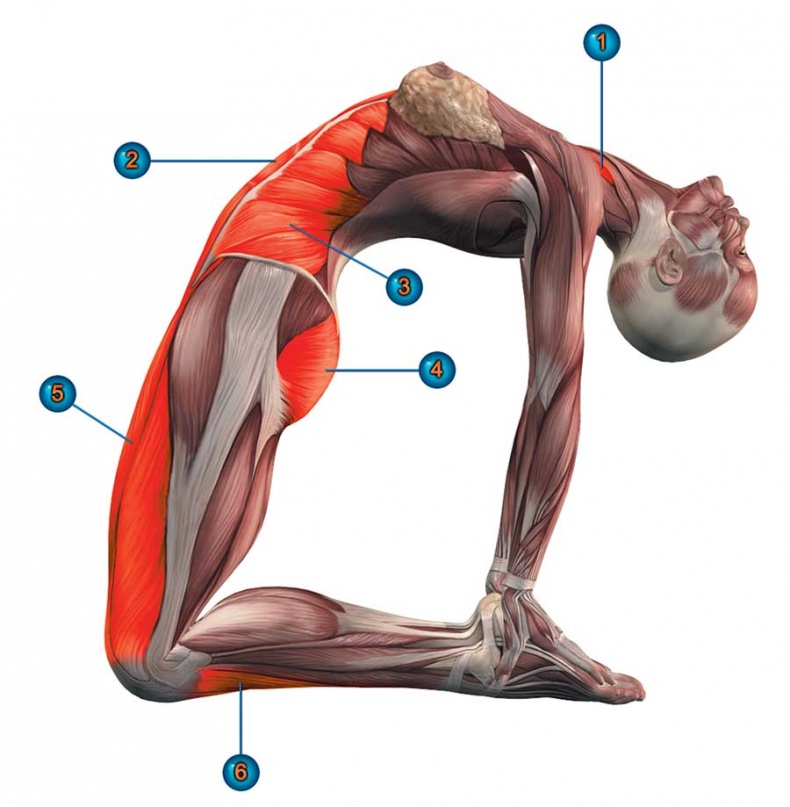 Иллюстрация к книге — Йога-анатомия. Как работают асаны для здоровья и стройности тела [i_140.jpg]