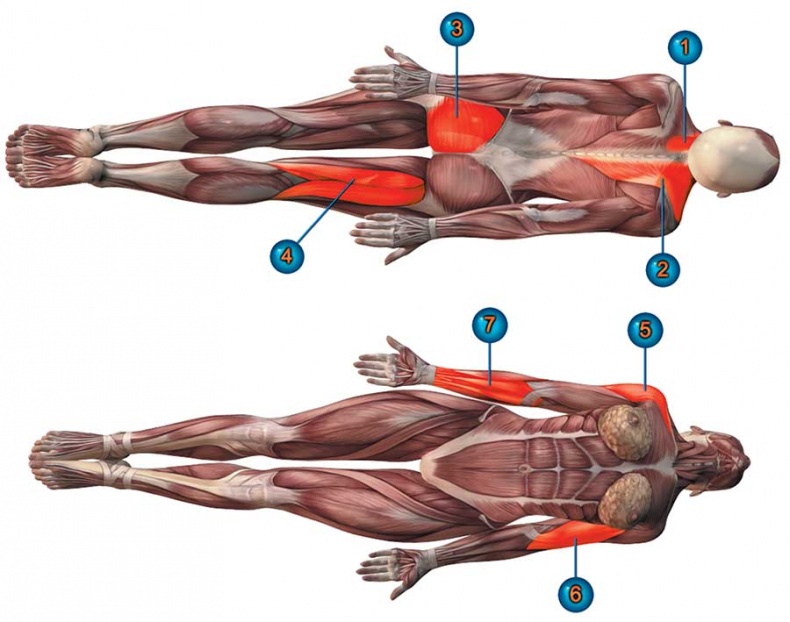 Иллюстрация к книге — Йога-анатомия. Как работают асаны для здоровья и стройности тела [i_156.jpg]
