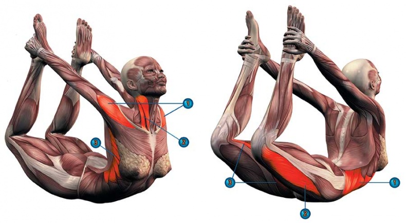 Иллюстрация к книге — Йога-анатомия. Как работают асаны для здоровья и стройности тела [i_158.jpg]