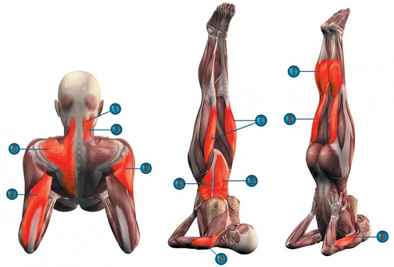 Иллюстрация к книге — Йога-анатомия. Как работают асаны для здоровья и стройности тела [i_164.jpg]