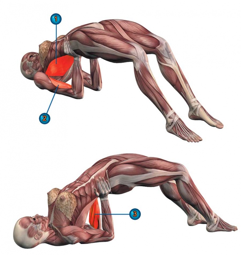 Иллюстрация к книге — Йога-анатомия. Как работают асаны для здоровья и стройности тела [i_168.jpg]