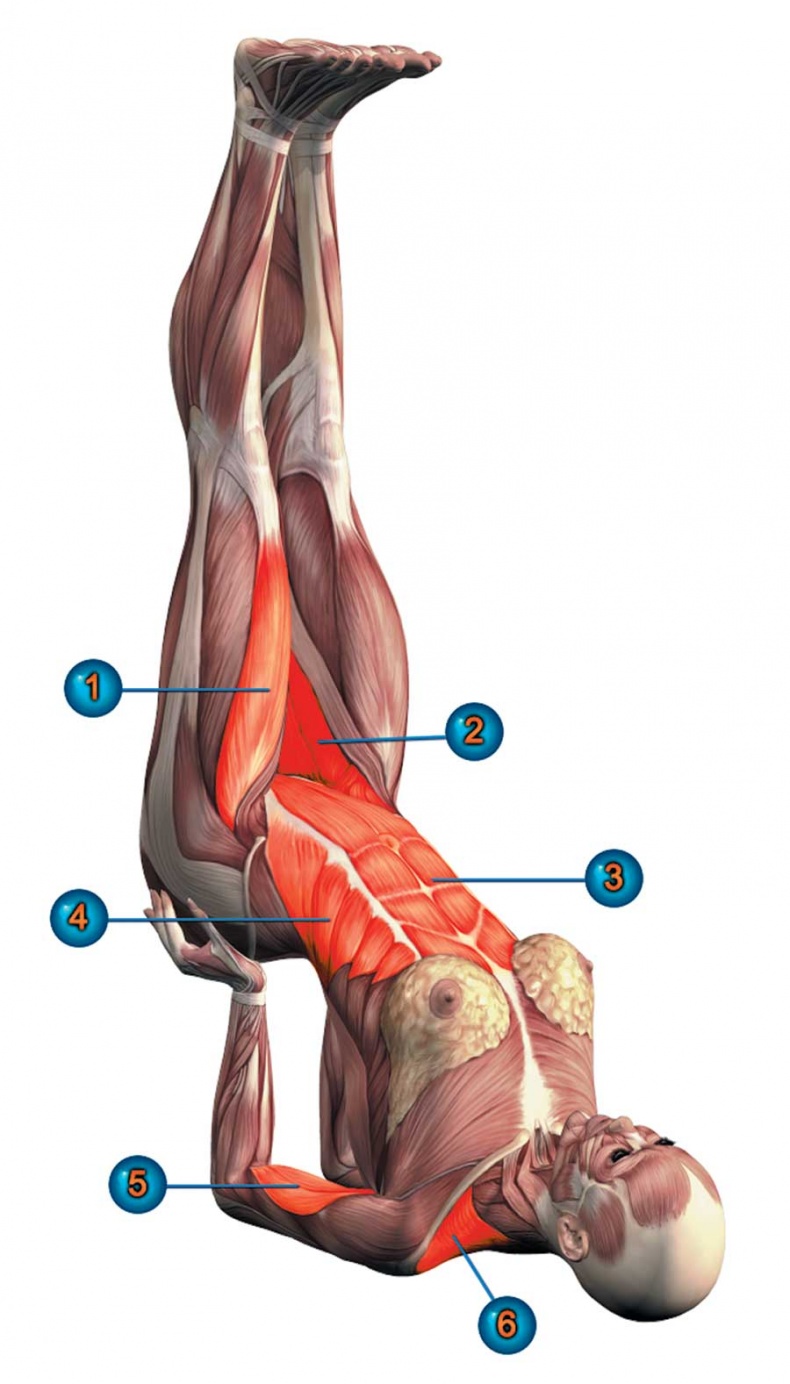Иллюстрация к книге — Йога-анатомия. Как работают асаны для здоровья и стройности тела [i_173.jpg]