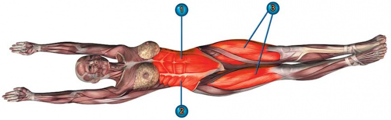 Иллюстрация к книге — Йога-анатомия. Как работают асаны для здоровья и стройности тела [i_178.jpg]