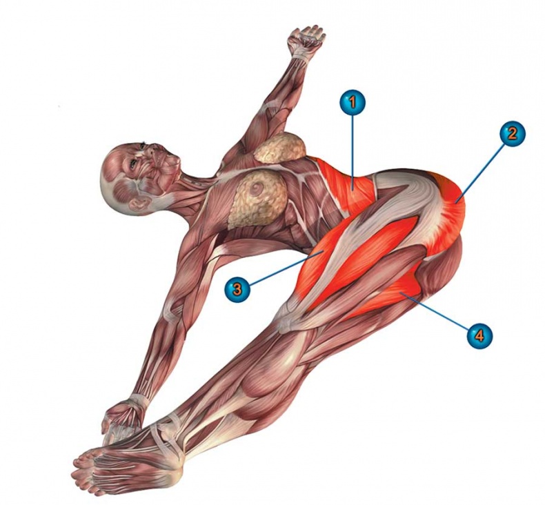 Иллюстрация к книге — Йога-анатомия. Как работают асаны для здоровья и стройности тела [i_193.jpg]