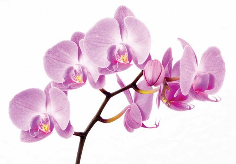 Иллюстрация к книге — Йога-анатомия. Как работают асаны для здоровья и стройности тела [i_196.jpg]