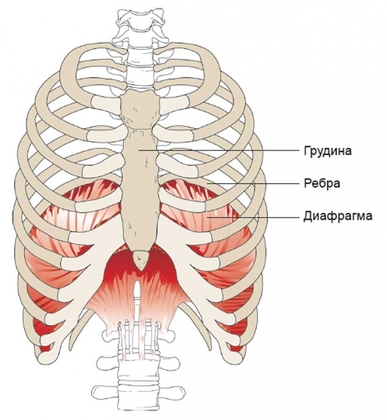 Иллюстрация к книге — Йога-анатомия. Как работают асаны для здоровья и стройности тела [i_203.jpg]