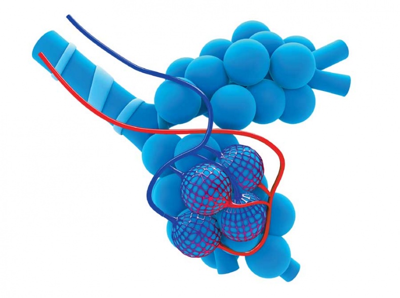 Иллюстрация к книге — Йога-анатомия. Как работают асаны для здоровья и стройности тела [i_208.jpg]