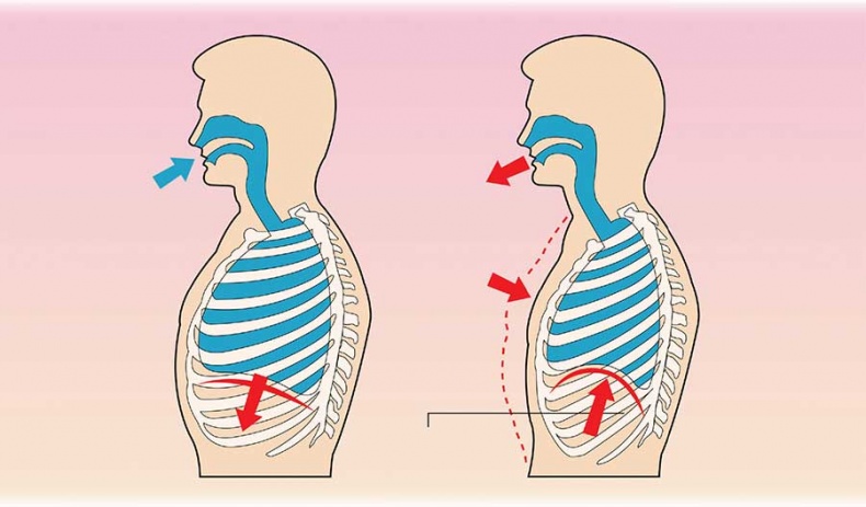 Иллюстрация к книге — Йога-анатомия. Как работают асаны для здоровья и стройности тела [i_209.jpg]