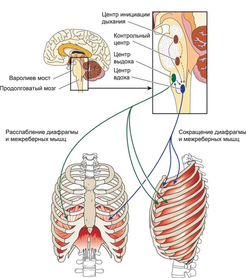 Иллюстрация к книге — Йога-анатомия. Как работают асаны для здоровья и стройности тела [i_210.jpg]